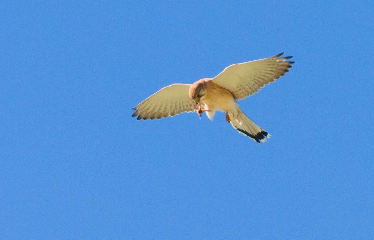 Nankeen Kestrel - ML658778547