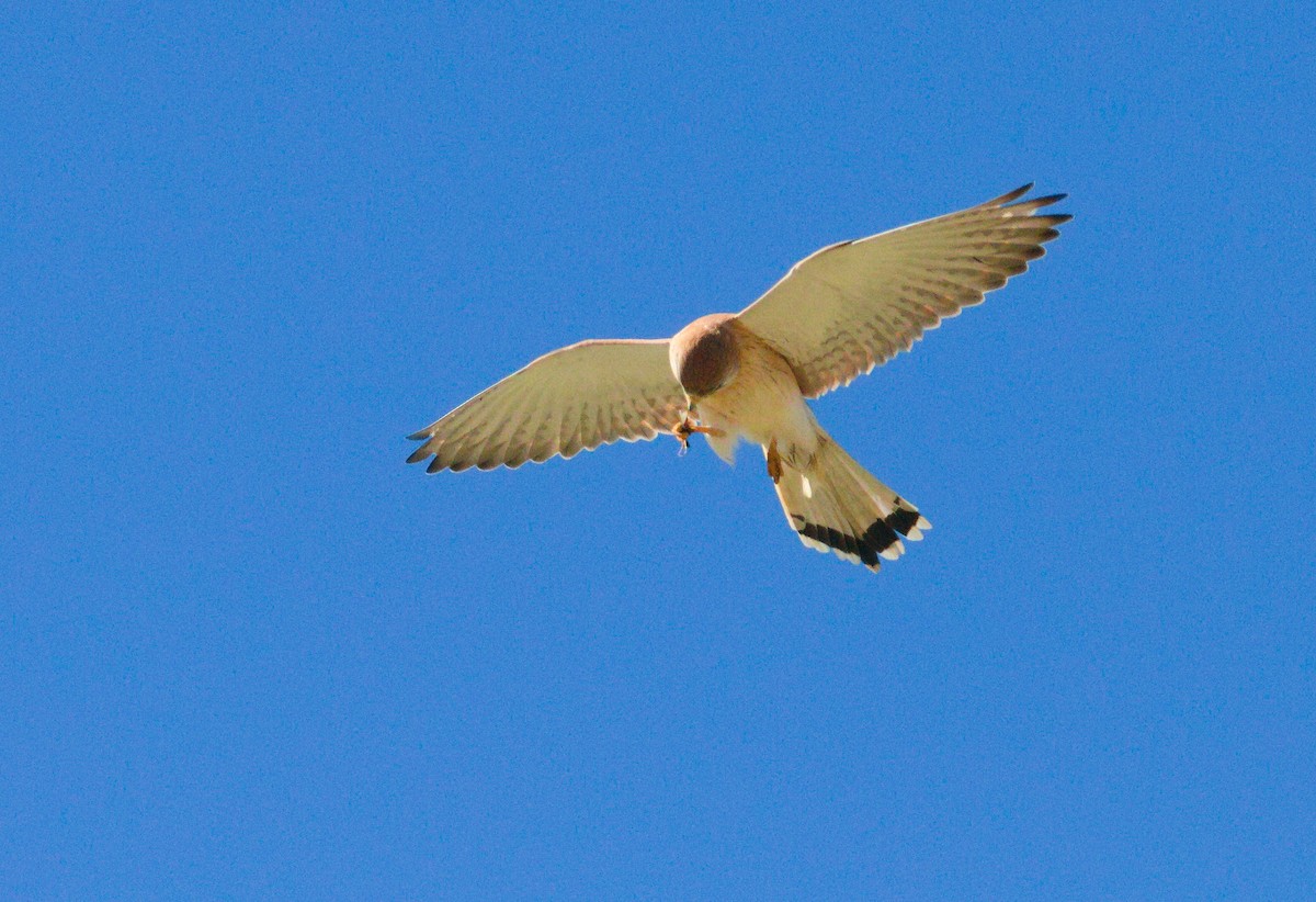 Nankeen Kestrel - ML658778548