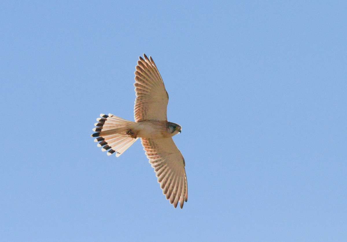 Nankeen Kestrel - ML658778549