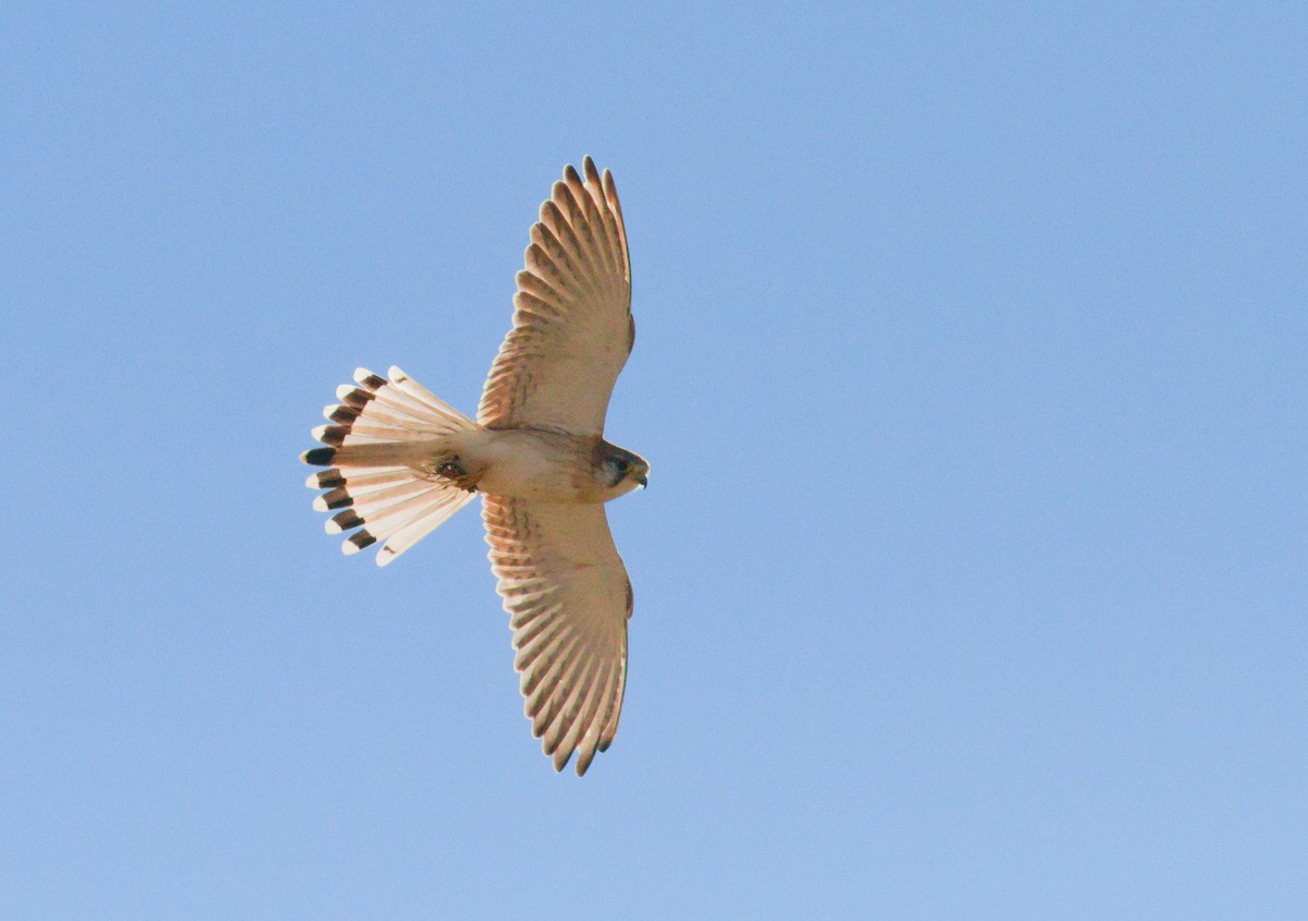 Nankeen Kestrel - ML658778550