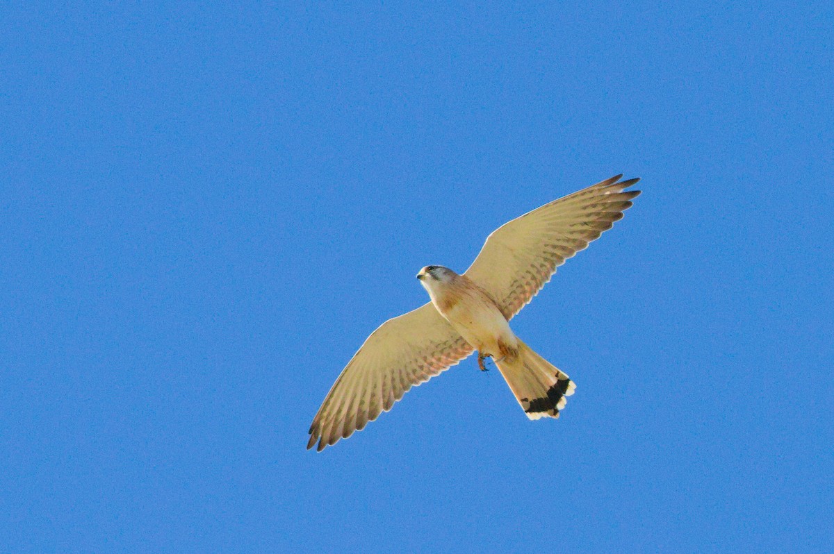 Nankeen Kestrel - ML658778551