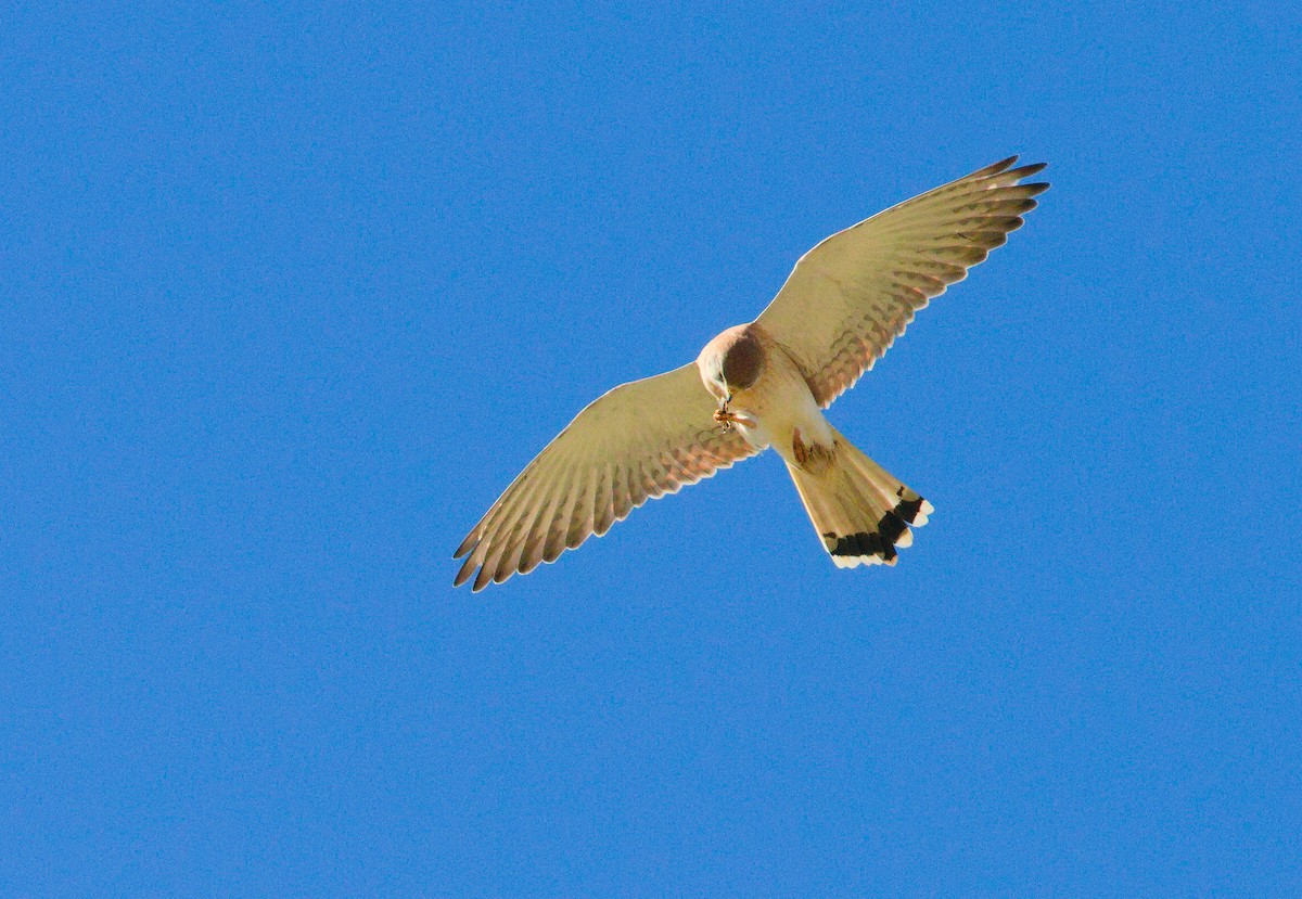 Nankeen Kestrel - ML658778553