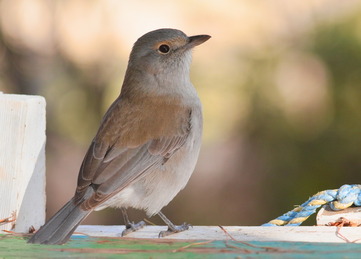 Gray Shrikethrush - ML658778683