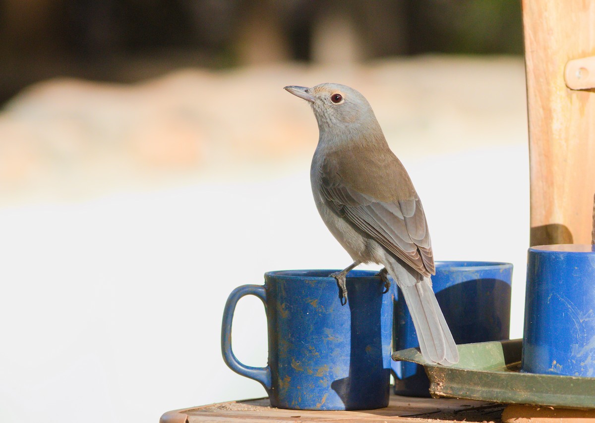 Gray Shrikethrush - ML658778684