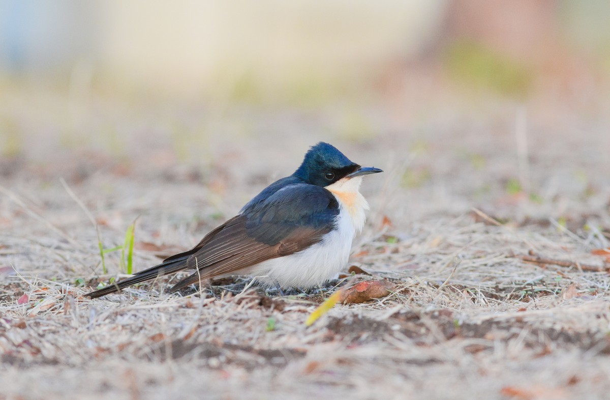 Restless Flycatcher - ML658778687
