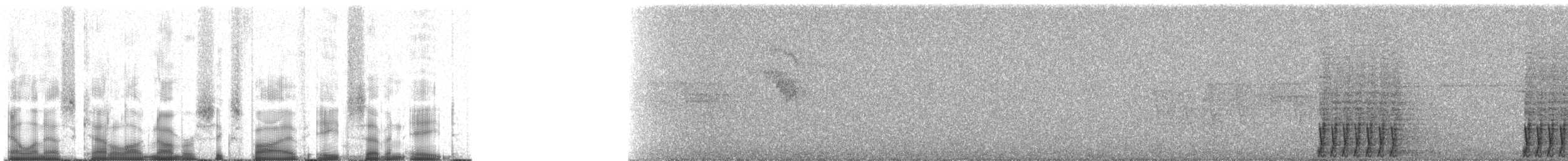 Дивоптах-шилодзьоб бурий - ML65878