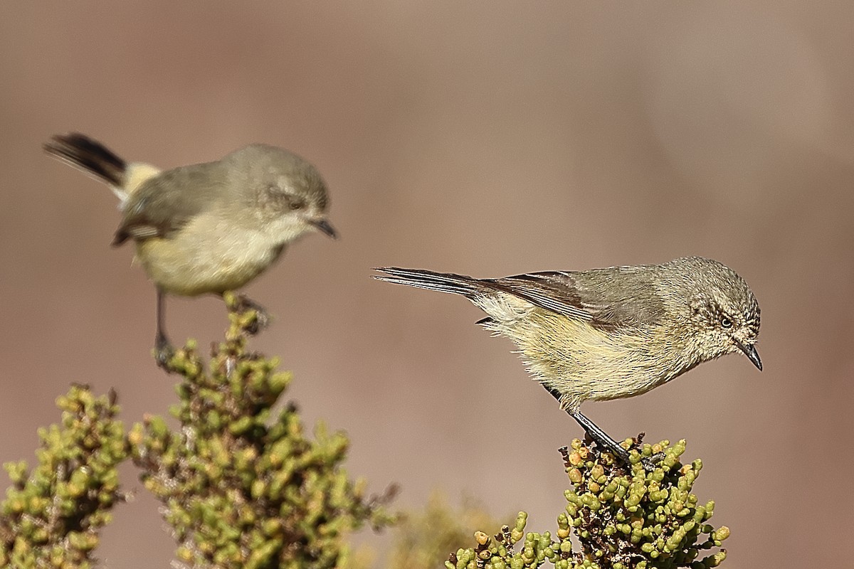 Slender-billed Thornbill - ML658780017