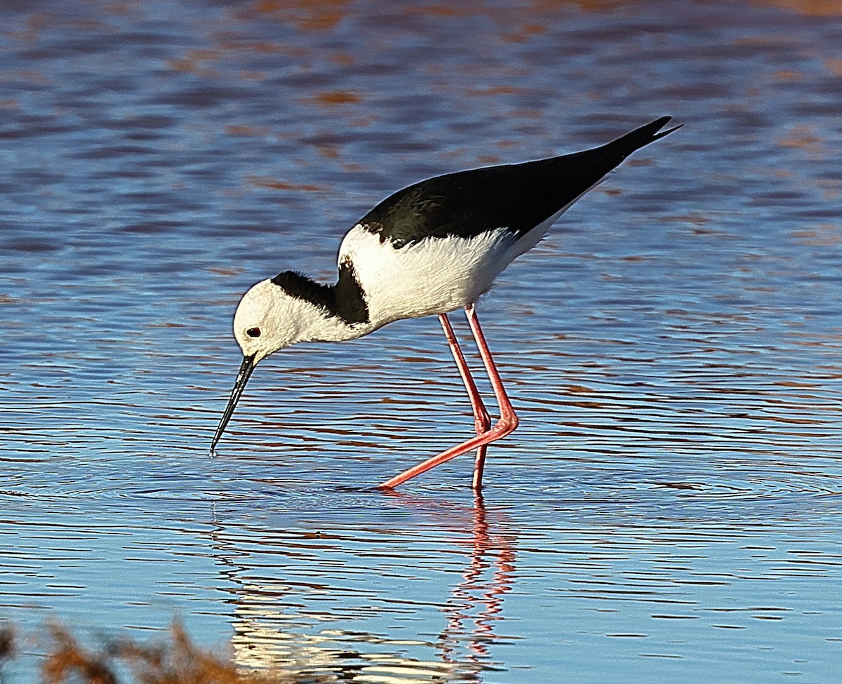 Pied Stilt - ML658780025