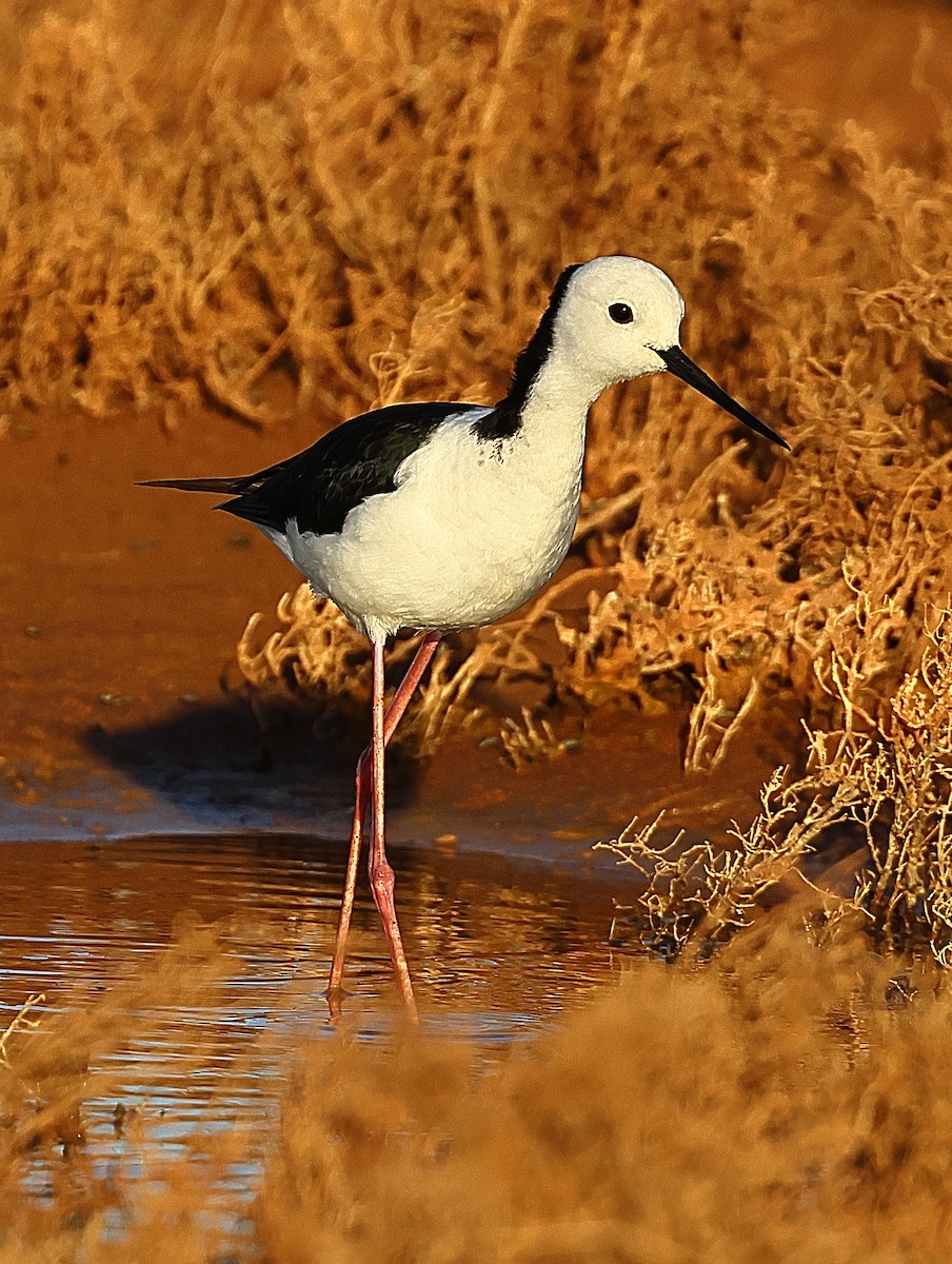 Pied Stilt - ML658780026