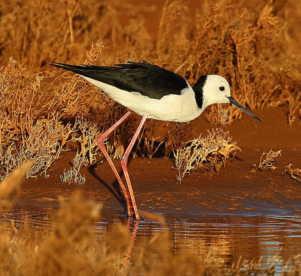 Pied Stilt - ML658780027