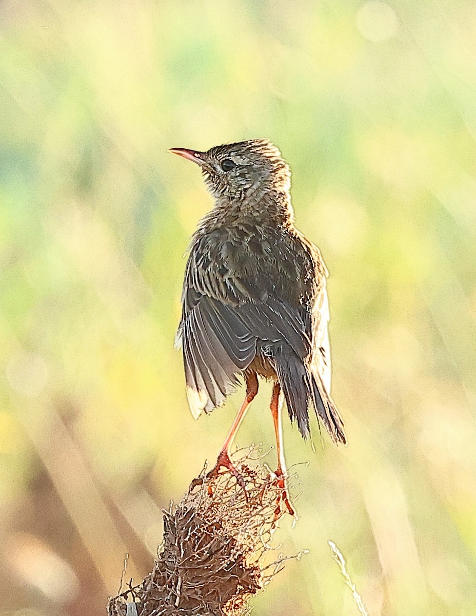 Brown Songlark - ML658780034