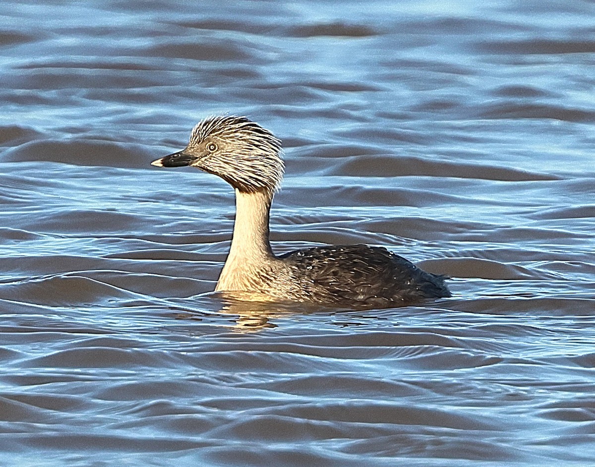 Hoary-headed Grebe - ML658780036