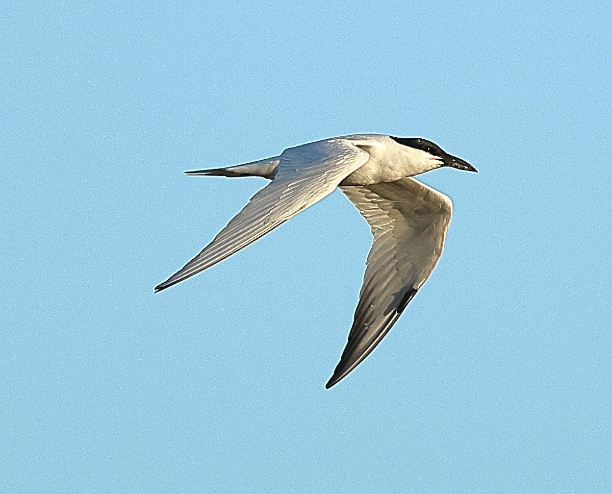 Australian Tern - ML658780040