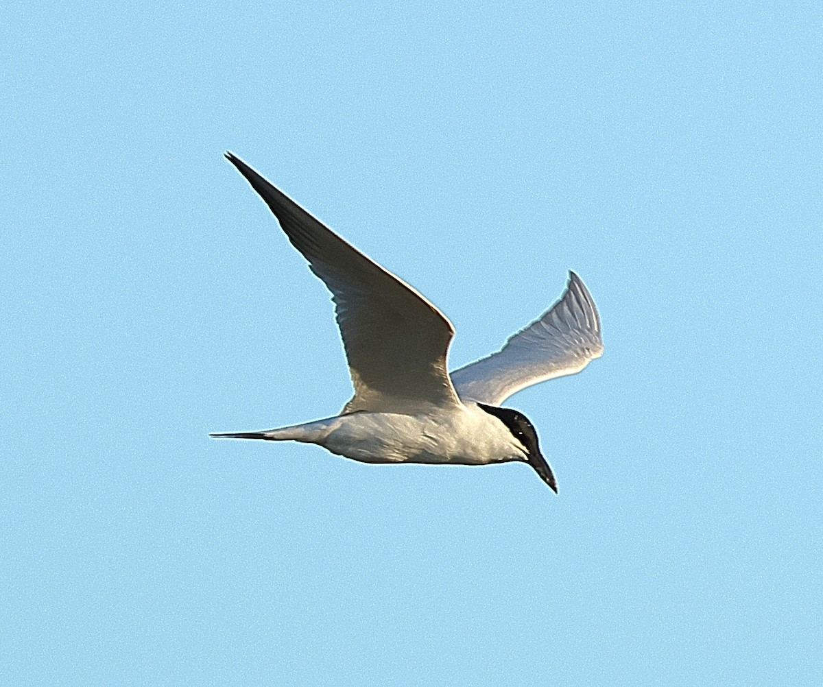 Australian Tern - ML658780041