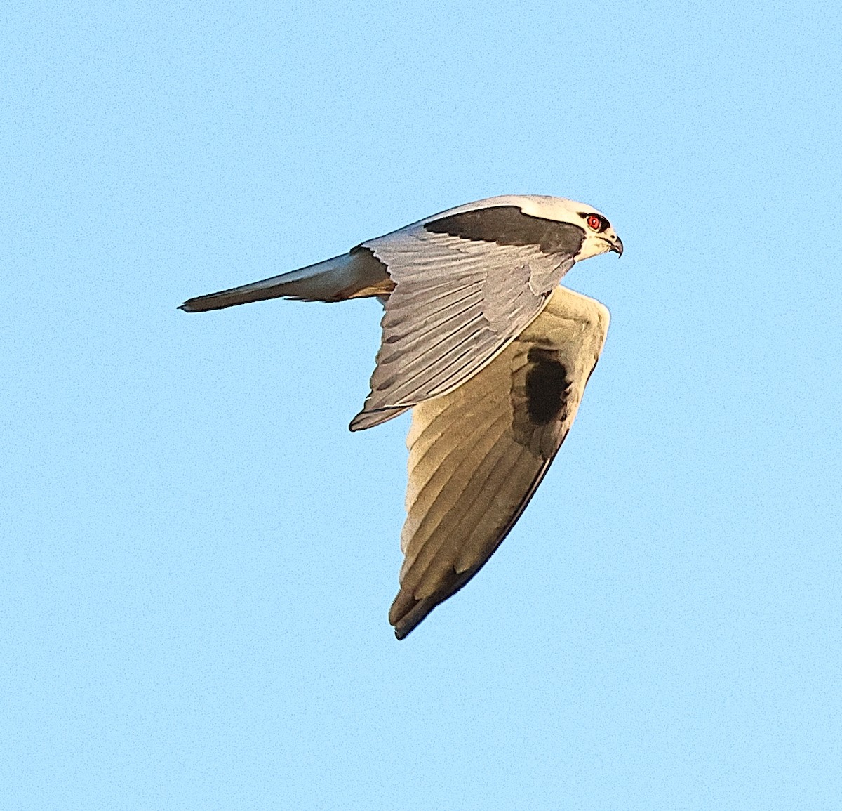 Black-shouldered Kite - ML658780046
