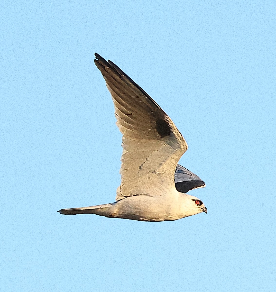 Black-shouldered Kite - ML658780047