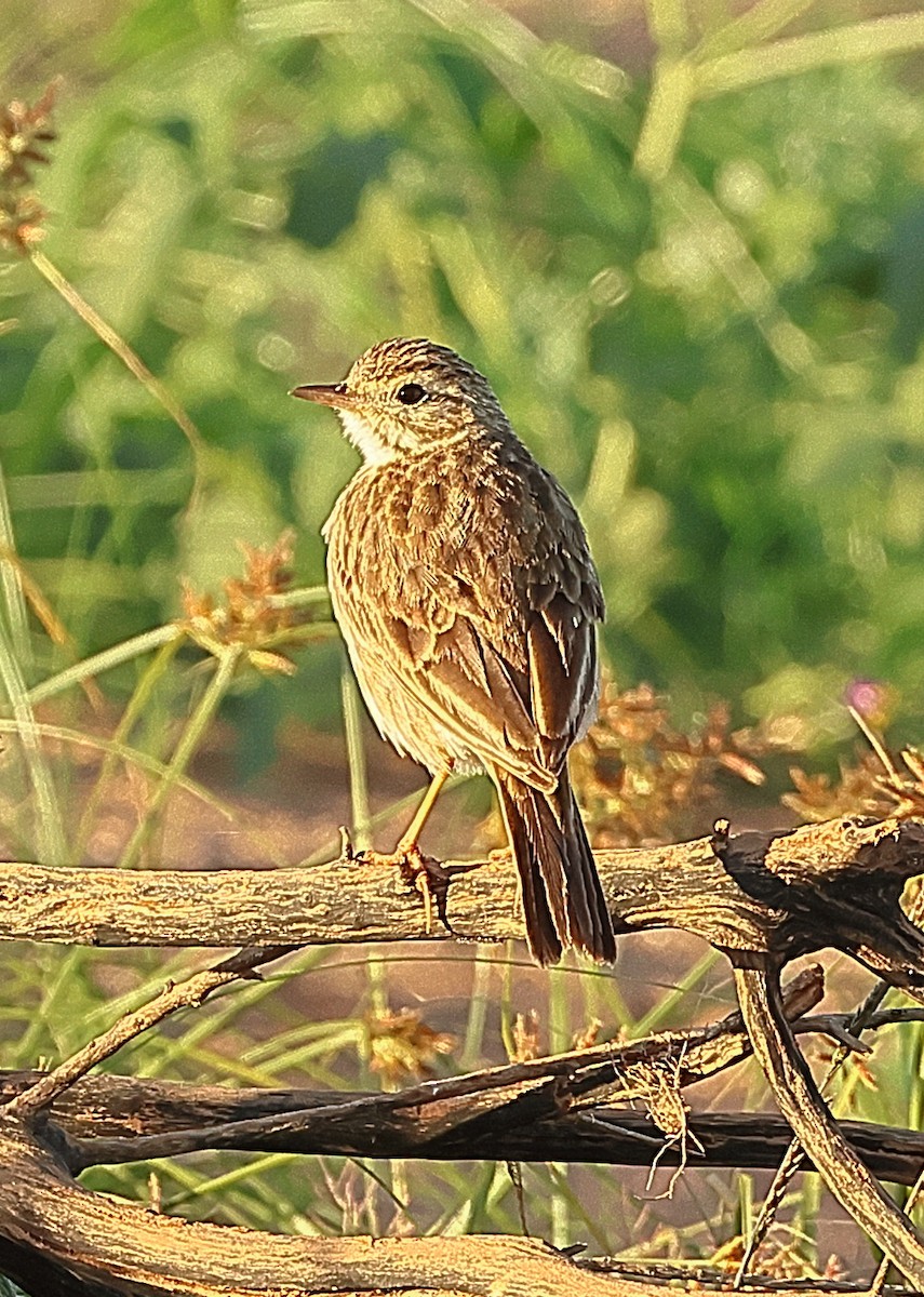 Australian Pipit - ML658780061