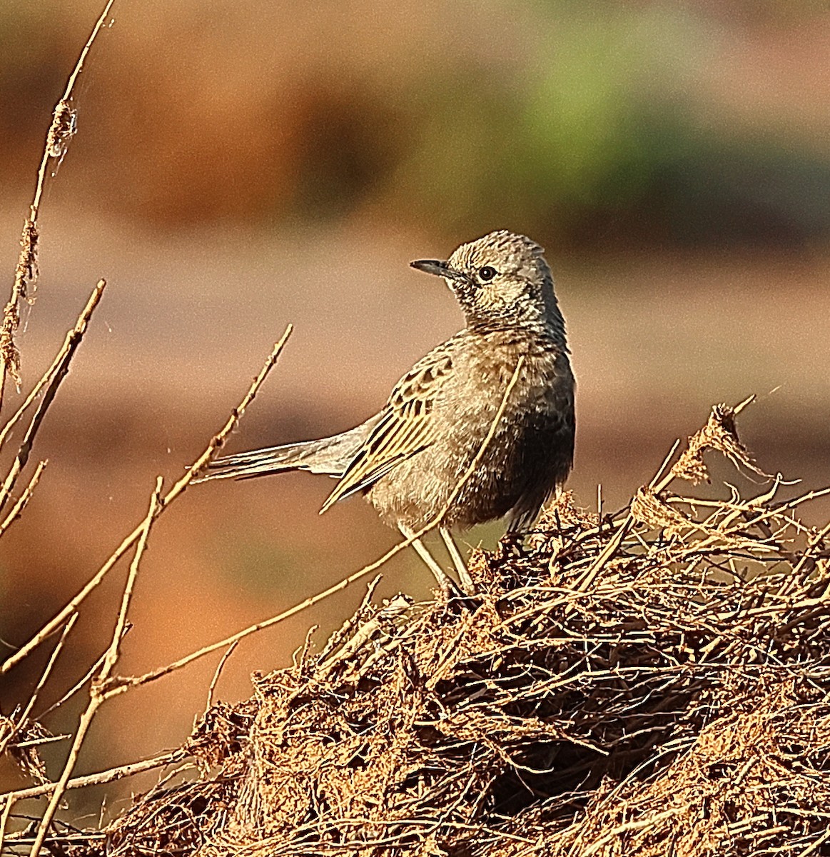 Brown Songlark - ML658780067