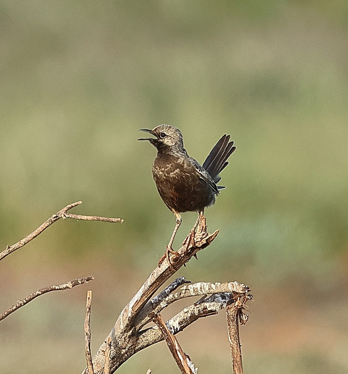 Brown Songlark - ML658780068