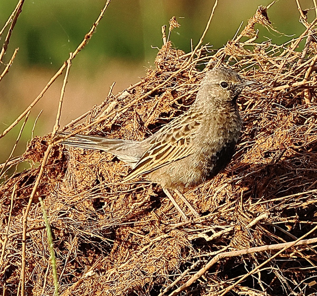 Brown Songlark - ML658780069