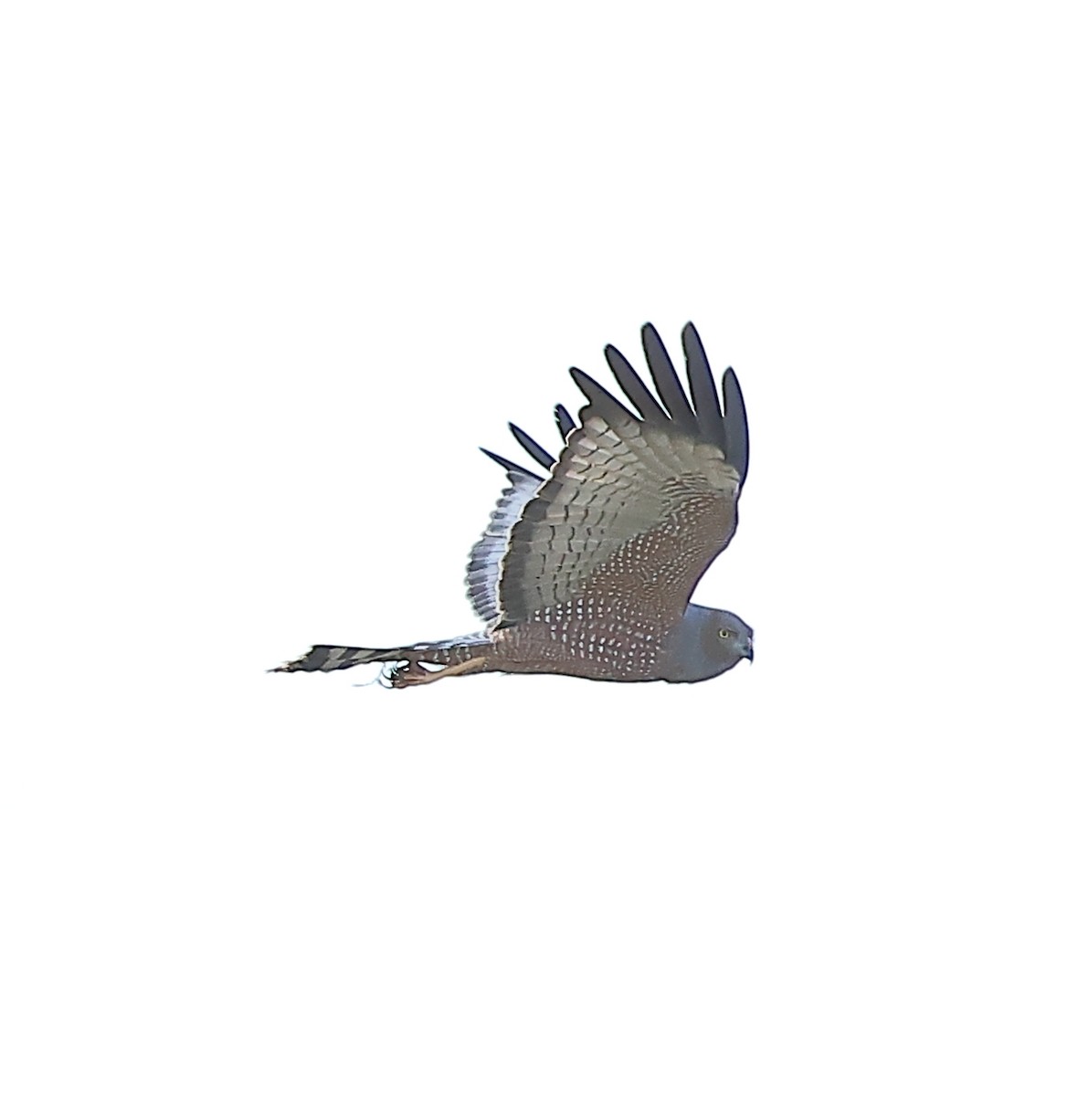 Spotted Harrier - ML658780072