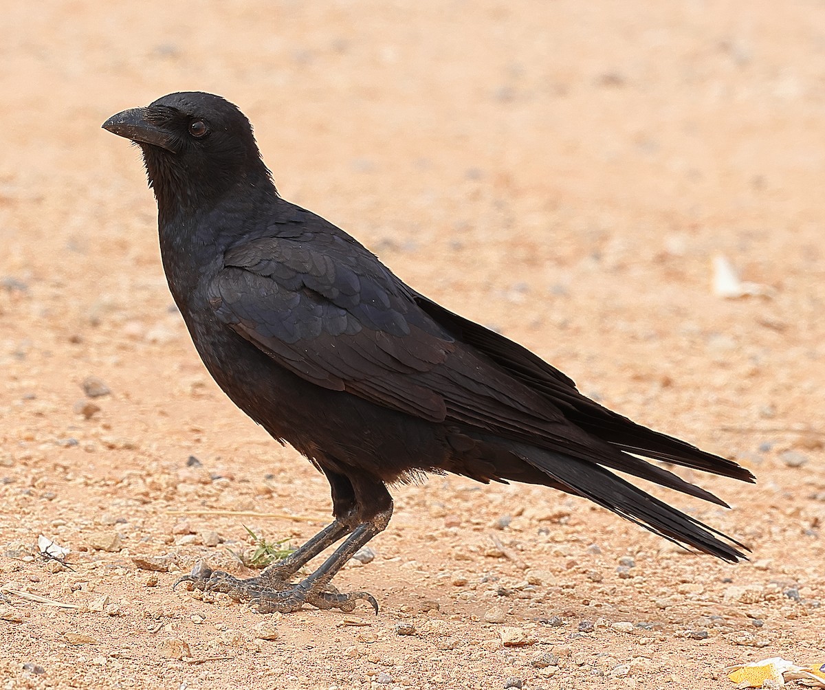 Torresian Crow - ML658780074