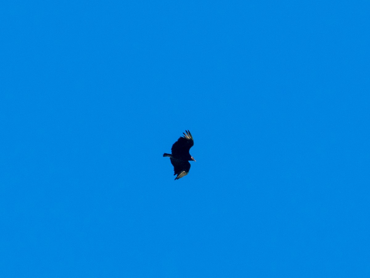 Black Vulture - ML658781086