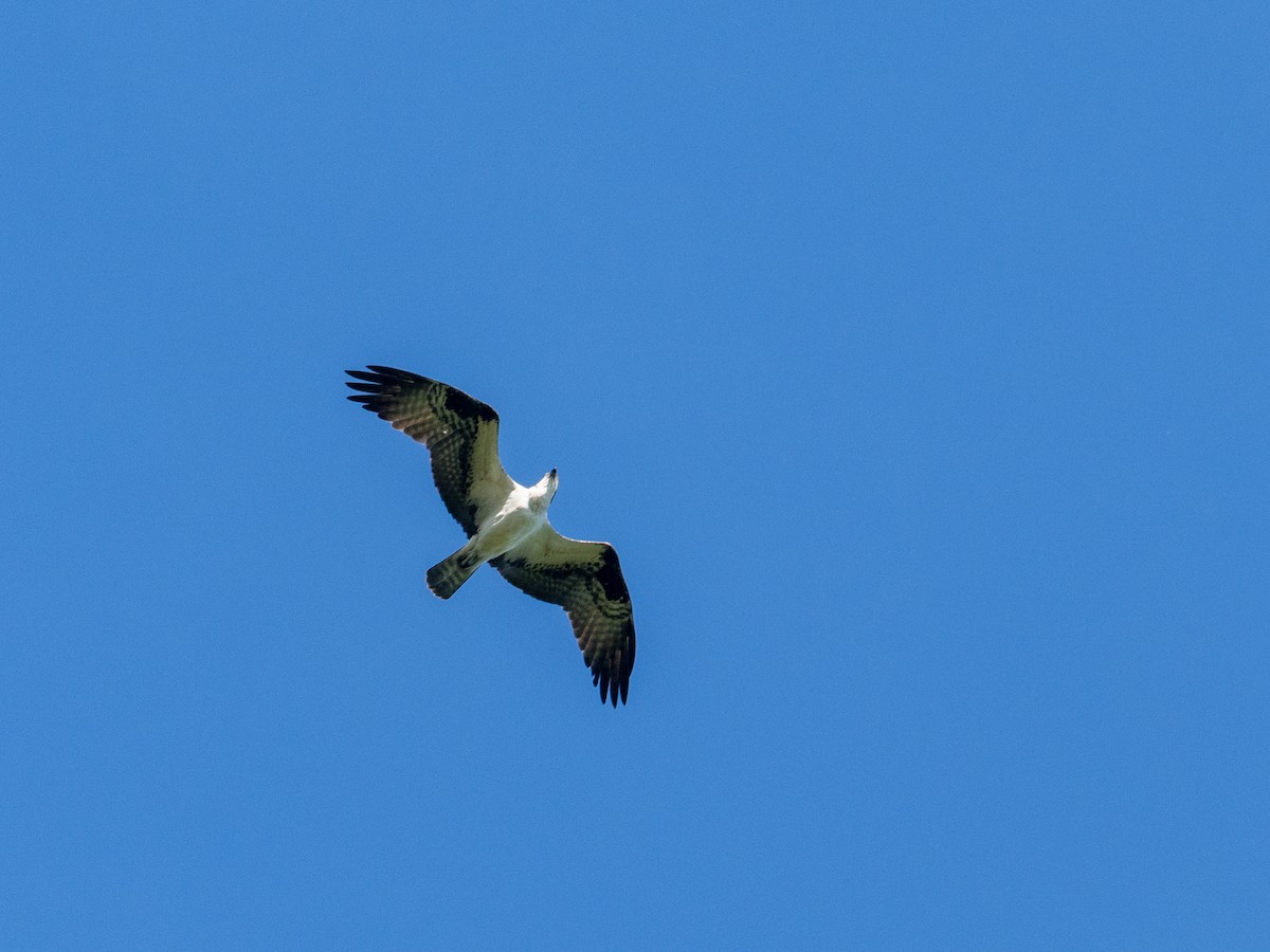 Osprey (American) - ML658781087