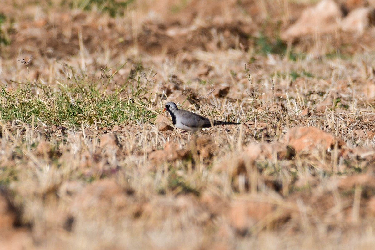 Namaqua Dove - ML658781126
