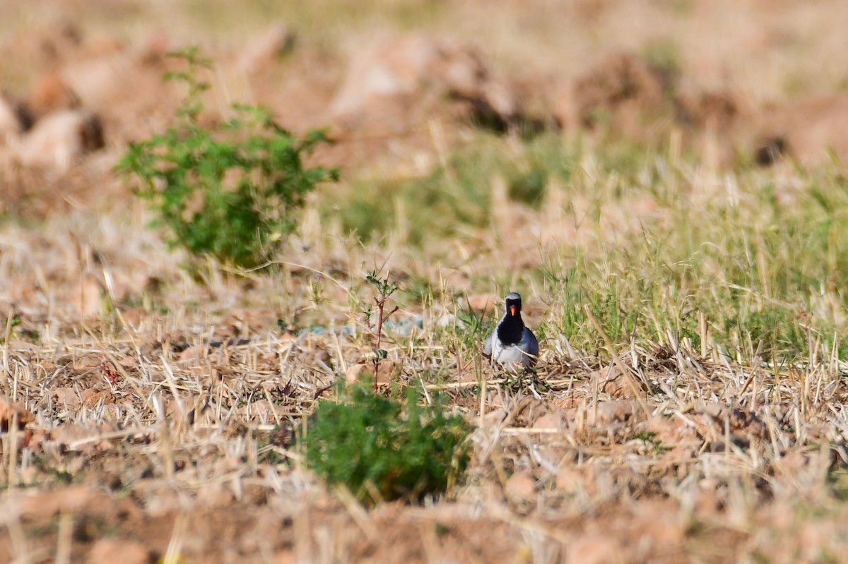 Namaqua Dove - ML658781130