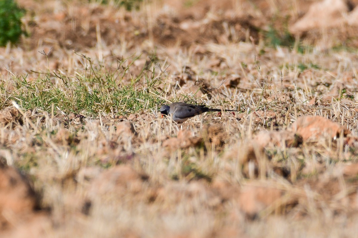 Namaqua Dove - ML658781131