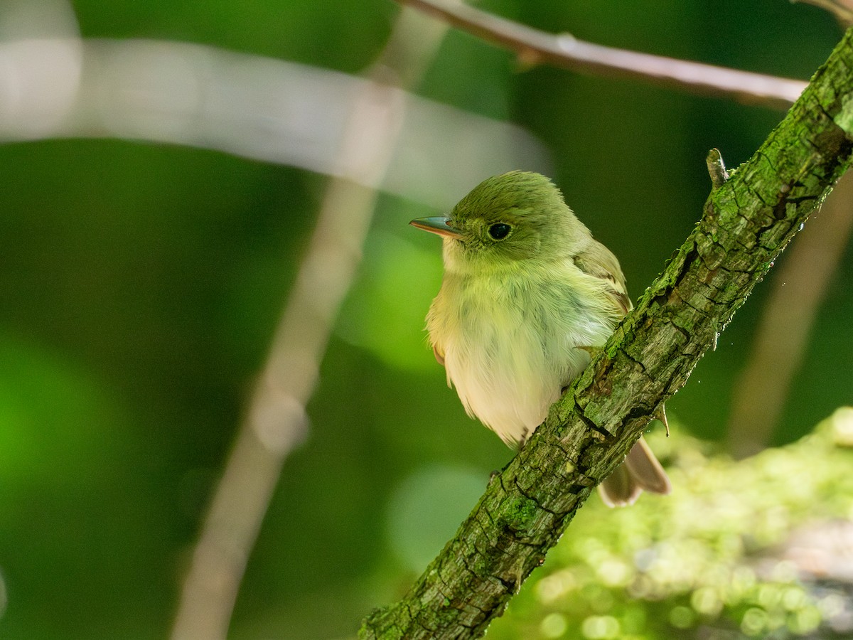 Acadian Flycatcher - ML658781139