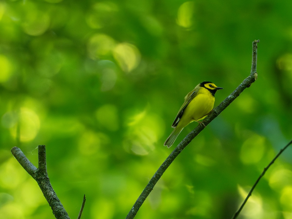 Hooded Warbler - ML658781152