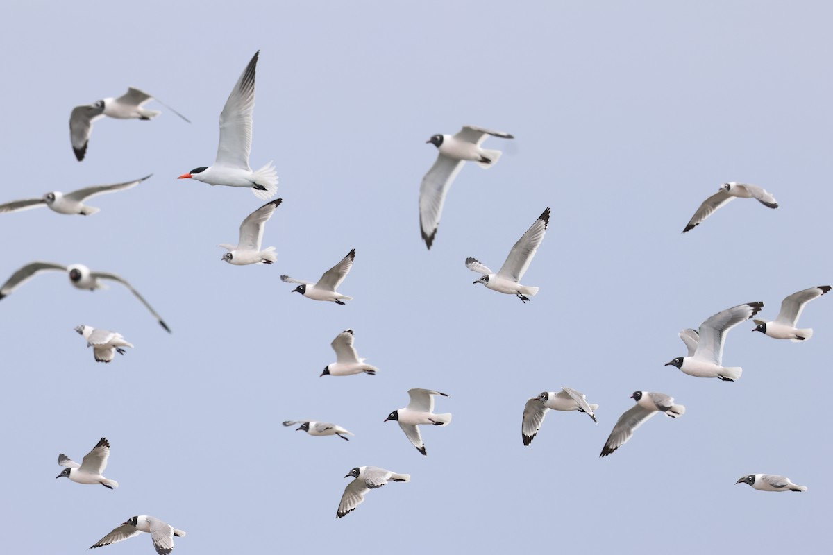 Caspian Tern - ML658781827