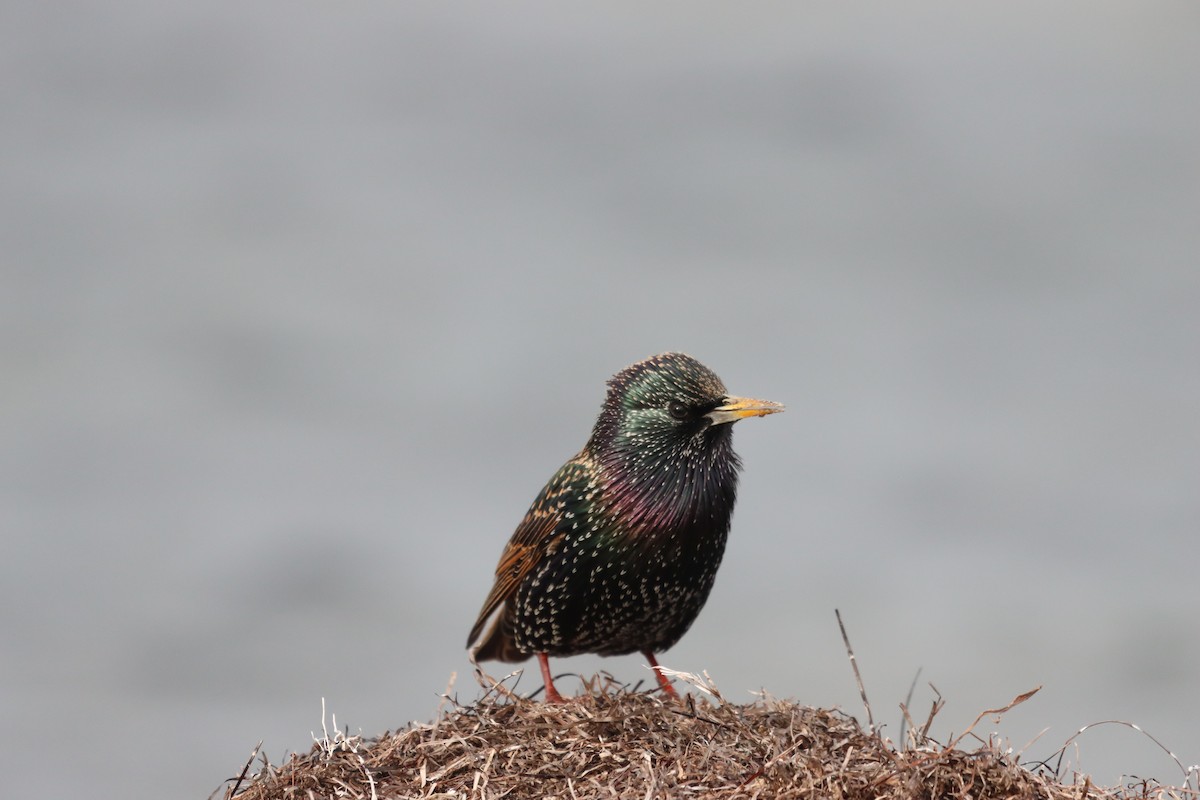 European Starling - Venkat Arumugam