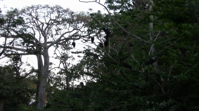 Bare-faced Ibis - ML658784988