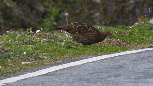 Satyr Tragopan - ML658785095