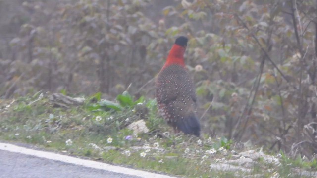 Satyr Tragopan - ML658785396
