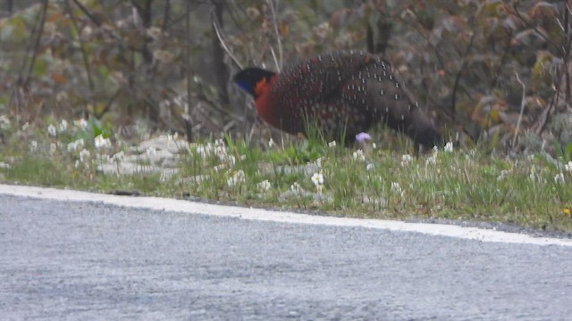 Satyr Tragopan - ML658785400