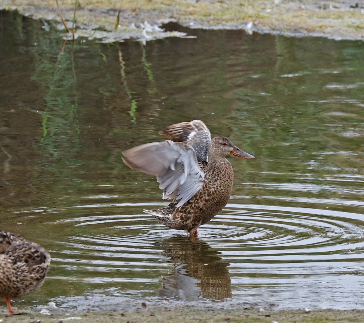 Northern Shoveler - John Bruin