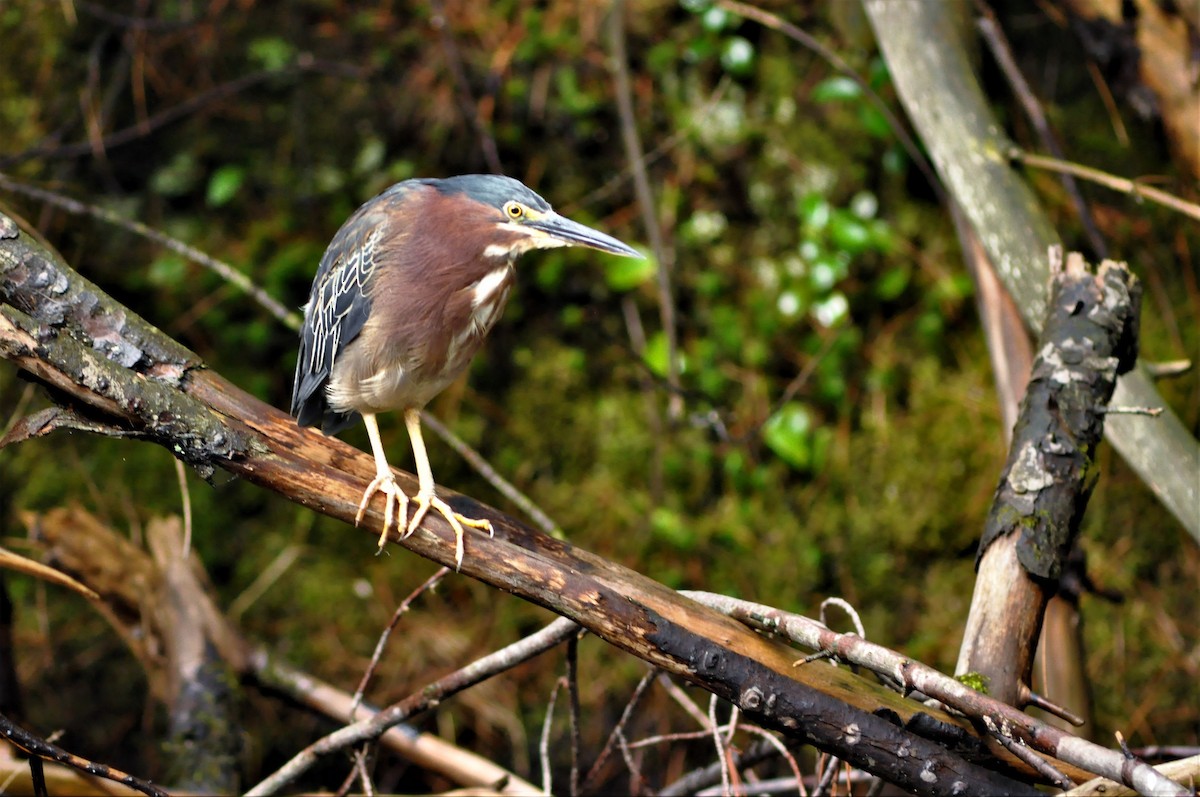 Green Heron - ML65878791