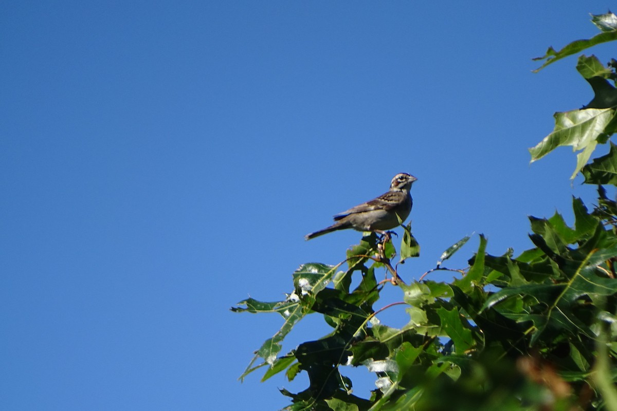Lark Sparrow - Mary Hampton