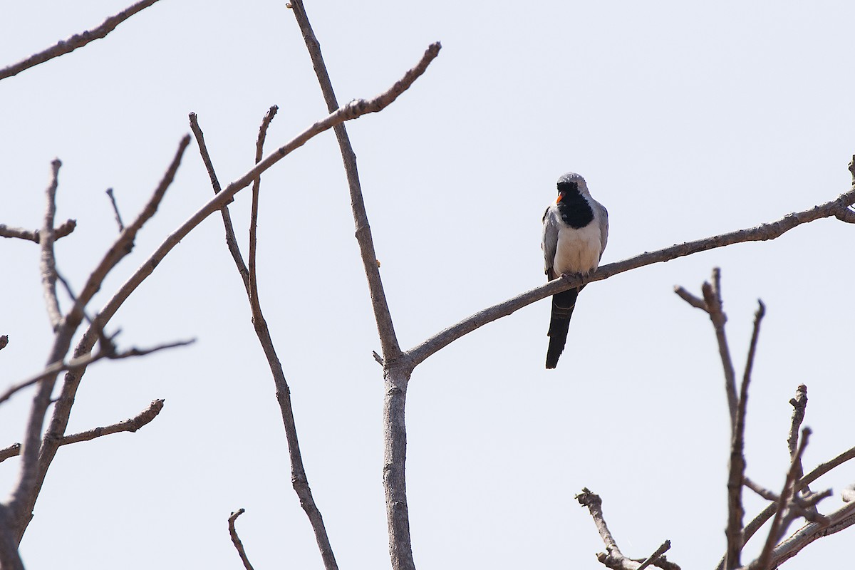 Namaqua Dove - ML658789027