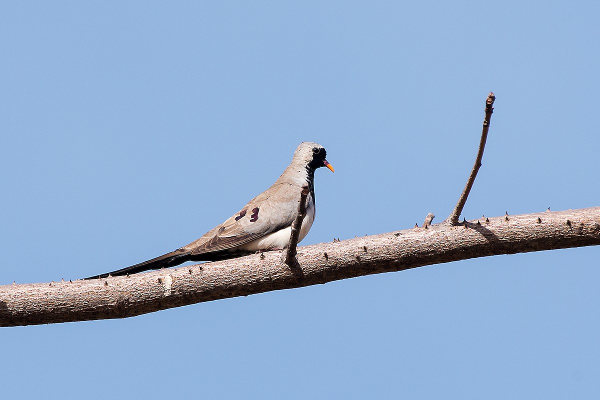 Namaqua Dove - ML658789028