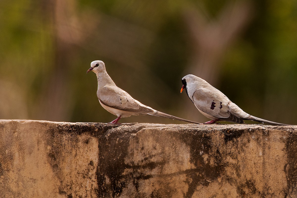 Namaqua Dove - ML658789053