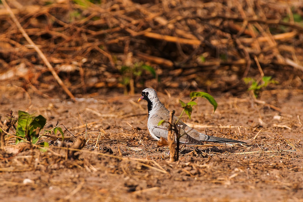 Namaqua Dove - ML658789131