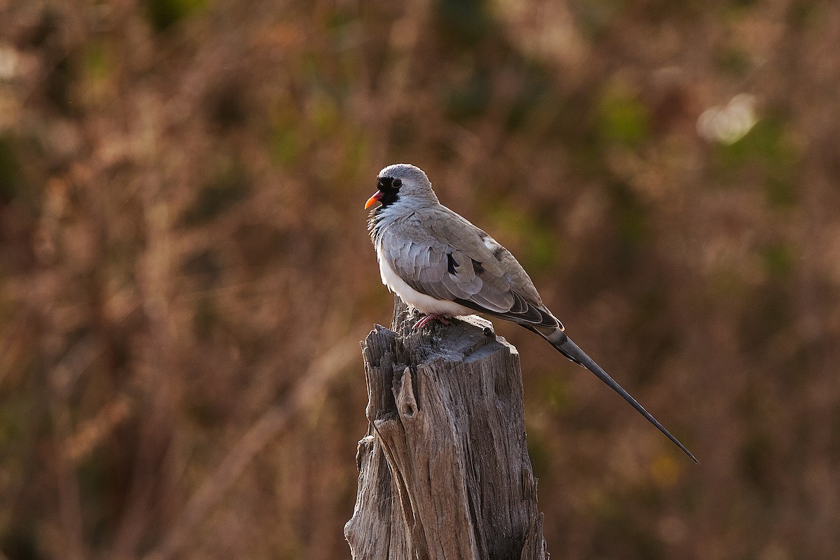 Namaqua Dove - ML658789132