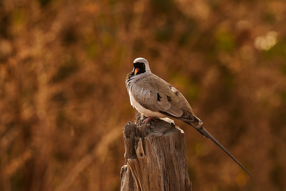 Namaqua Dove - ML658789133
