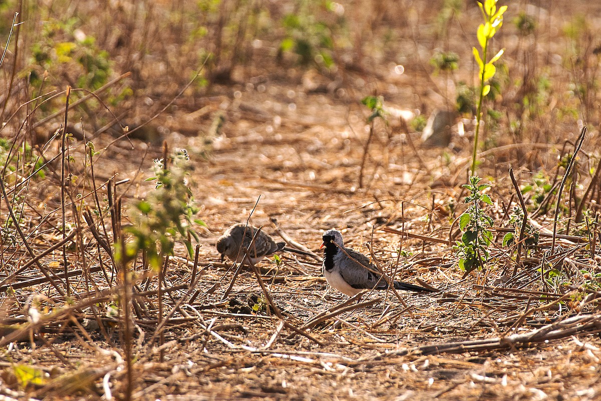 Namaqua Dove - ML658789134