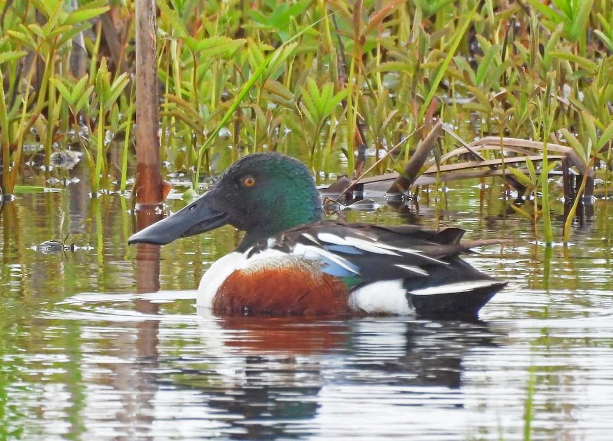 eBird Checklist - 31 May 2026 - Hartlen Point - 53 species